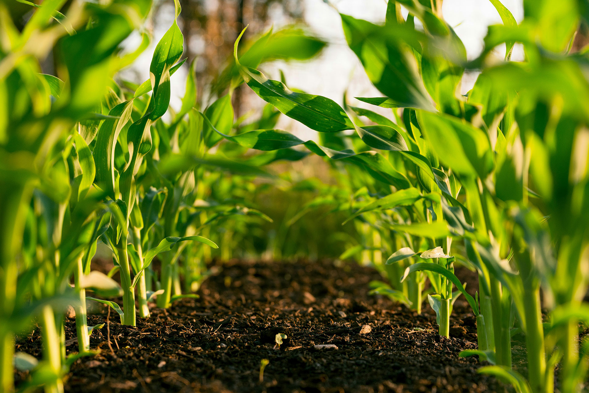 AgriTech Background